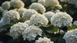 © Kasper - Texture of small white hydrangea flowers with selective focus, creating a beautiful and dreamy image