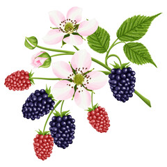 Wall Mural - A bouquet with a flower and a blackberry berry. Botanical border.  A garden plant with pink flowers, green leaves and bright red and black berries. Vector illustration.