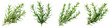 © BoOm - Fresh rosemary sprigs arranged beautifully, perfect for seasoning, garnishing, or herbal decoration in culinary dishes.