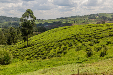 Wall Mural - Tea plantations near Rweetera village in the crater lakes region near Fort Portal, Uganda