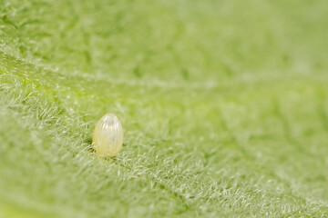 Wall Mural - Monarch Butterfly Egg - Danaus plexippus