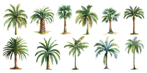 Set collection of green palm coconut tree bush forest hand drawn watercolor design resources elements
