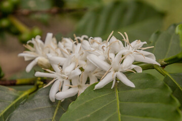 Wall Mural - Coffee flower in the crater lakes region near Fort Portal, Uganda