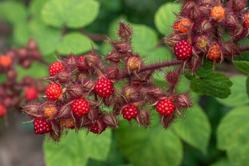 A brunch of fresh Japanese wineberries, wine raspberries, wineberries or dewberries (Rubus phoenicolasius) growing in the garden  