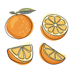 Orange drawing. Citrus drawing. Orange fruit hand drawn. Citrus doodle