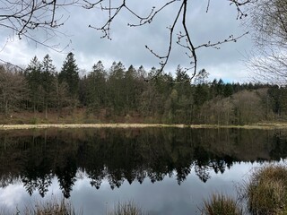 Wall Mural - reflection of trees in the lake