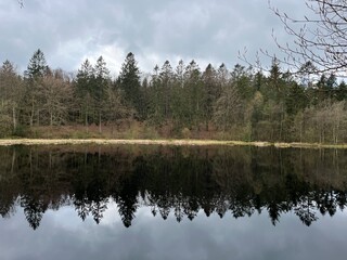 reflection of trees in the lake