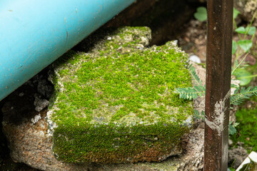 Wall Mural - A brick with moss growing on it. The moss is green and covers the entire brick