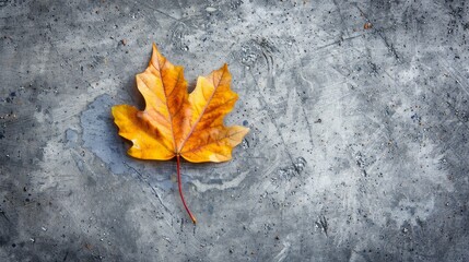 Autumn leaf on concrete