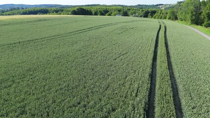 Wall Mural - Aerial view of a green wheat field with visible tractor tracks. cultivated green agricultural land