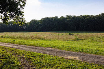 field of flowers