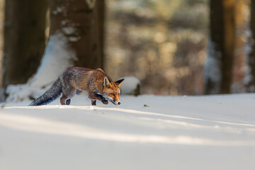 Wall Mural - male red fox (Vulpes vulpes) in the snow looking for food