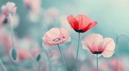 Poster - Three Poppies Against Blue Sky