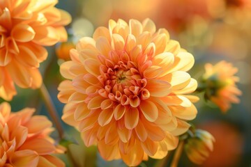 Wall Mural - Closeup of a vibrant orange dahlia blossom with a soft, dreamy background