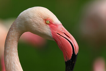 Portrait of a flamingo bird close up. Beautiful pink flamingo looking at the camera