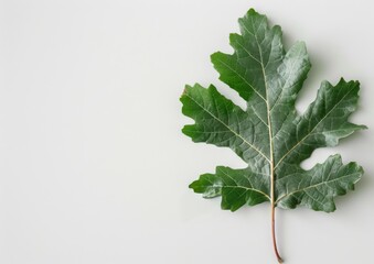 Wall Mural - Green Leaf on White Background