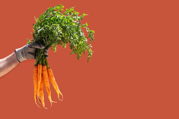 Human hand in grey glove holding fresh orange carrots with green tops against warm red background. Recently harvested carrots contrast strikingly with solid red backdrop