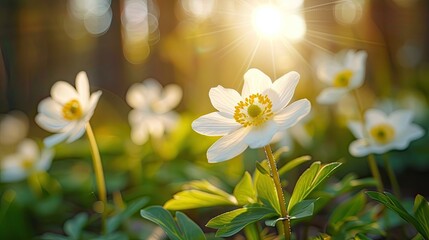 Wall Mural - A field of white flowers with the sun shining on them. The flowers are in full bloom and the sun is casting a warm glow on them. The scene is peaceful and serene, with the flowers