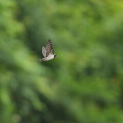 Sticker - barn swallow in a forest