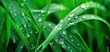 © Imsuniyah - Green grass wet with cool morning dew nature background
