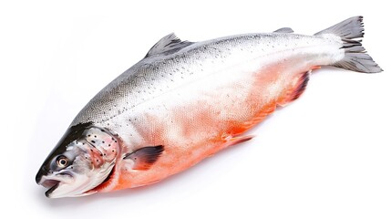 Wall Mural - Fresh raw salmon red whole fish Isolated on white background top view : Generative AI