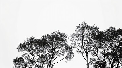 Poster - Isolated trees against a white sky background Black and white nature forest photo idea concept Graphic resources Deciduous trees Countryside wildlife No people nobody Horizontal photo : Generative AI