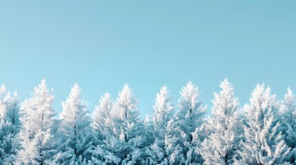 Snowy white trees from below against blue sky, winter panoramic background with copy-space. 