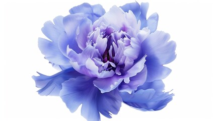 Wall Mural - Bluepurple  peony flower  on white isolated background with clipping path Closeup For design Nature : Generative AI