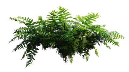 Aufkleber - Tropical plant fern moss bush shrub tree isolated on white background with clipping path : Generative AI