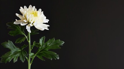 White chrysanthemum bud on green stem with leaves isolated background : Generative AI