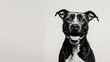 © The Little Hut - Studio portrait of black and white pit bull type rescue dog standing smiling looking forward against a white backdrop : Generative AI