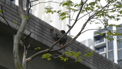 Wall Mural - The Javan Myna (Acridotheres javanicus) is a species of starling native to Southeast Asia, particularly the island of Java, and has become widely distributed in many other parts of Asia and beyond.