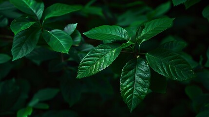 Wall Mural - Nature of dark green leaf in garden Natural green leaves plants using  background cover page environment ecology or greenery wallpaper : Generative AI