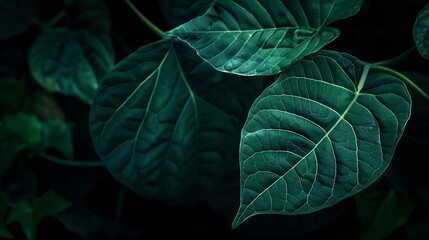 Wall Mural - Nature of dark green leaf in garden Natural green leaves plants using  background cover page environment ecology or greenery wallpaper : Generative AI