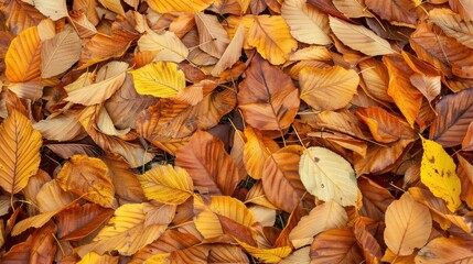 Wall Mural - autumn leaves on the ground