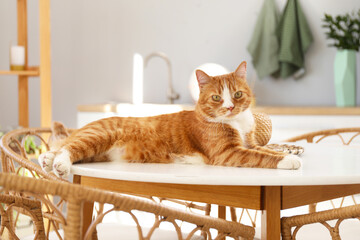 Wall Mural - Cute red cat lying on dining table in kitchen