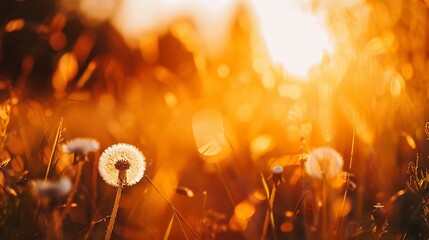 Poster - White dandelion in a forest at sunset Macro image shallow depth of field Abstract summer nature background : Generative AI