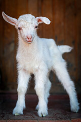 Portrait of a white cute little goatling 