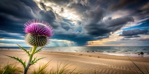 Wall Mural - Thistle on beach against a moody sky AI-Created Content