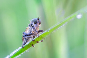 Wall Mural - predatory fly ktyr hunts on a leaf of a plant.