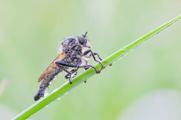 Wall Mural - predatory fly ktyr hunts on a leaf of a plant.