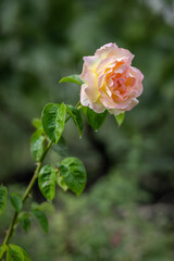 Wall Mural - Rose bud on the stem with a garden on the background.