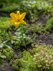 Wall Mural - Orange lily flowers in the summer garden.