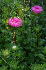 Wall Mural - Heads of lilac asters in the garden