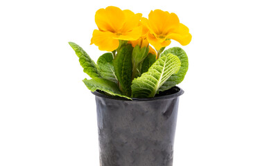 Wall Mural - primrose flower isolated