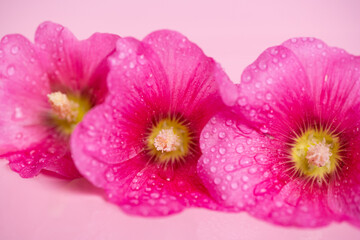 Wall Mural - pink mallow flowers with drops