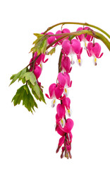 Wall Mural - Adorable dicentra isolated