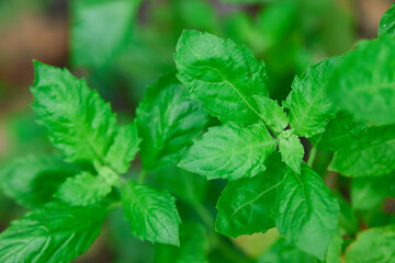 Wall Mural - Holy basil leaves  in the vegetable garden