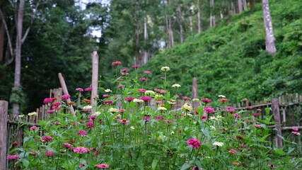 Wall Mural - Colorful Zinnia flowers blooming in the garden
