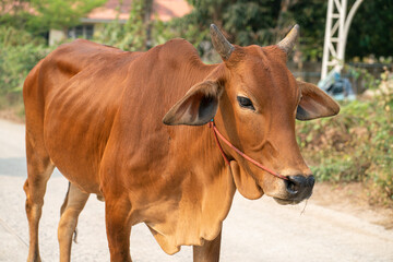 Meat cow group walking on rural road